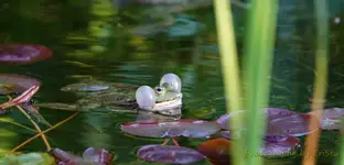 Frosch.webp