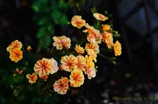Lewisia.webp