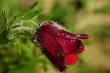Pustatila rot.webp