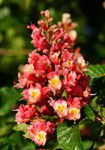rote Kastanienblüte Suchbild.webp