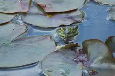 DSCF0810.webp
