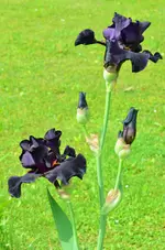 darktriumphgroß.webp