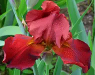 feu follet.webp