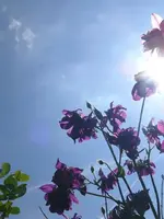 k-P1090201.webp