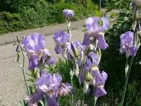 k-P1090206.webp