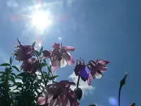 k-P1090207.webp