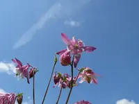 k-P1090208.webp