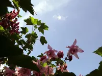 k-P1090210.webp