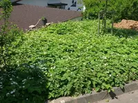 k-P1090213.webp