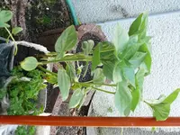 k-P1090215.webp