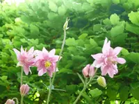 k-P1090217.webp