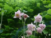 k-P1090219.webp