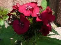 k-P1090220.webp