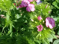 k-P1090222.webp