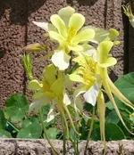 k-P1090223.webp