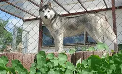 k-P1090225.webp