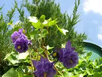 k-P1090226.webp