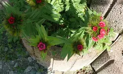 k-P1090229.webp