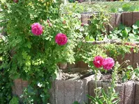 k-P1090230.webp