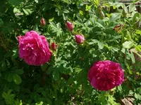k-P1090231.webp