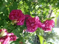 k-P1090232.webp