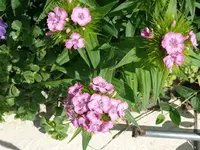 k-P1090233.webp