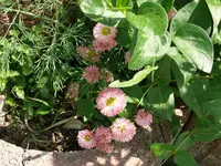 k-P1090234.webp