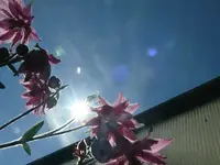 k-P1090238.webp