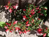 k-P1090241.webp
