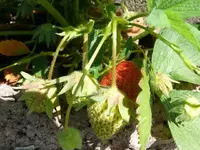 k-P1090242.webp