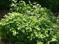 k-P1090243.webp