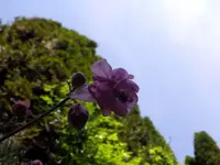 k-P1090245.webp