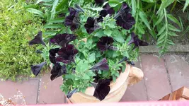 20150518_125333.webp
