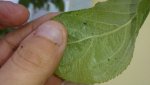 apfel_02auu6h.jpg