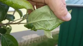 apfel_06sju22.jpg