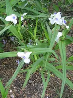 009.webp