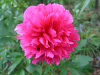 010.webp