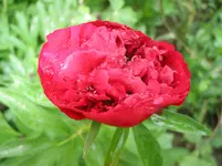 011.webp