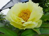DSCF9210.webp