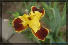 Firebug 45cm.webp