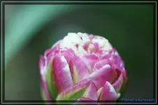 comp_DSC03471.webp
