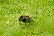 DSCN4923.webp