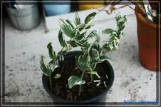comp_DSC03467.webp