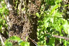 Bienen_0001.webp
