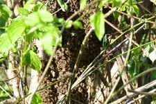 Bienen_0002.webp