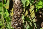 Bienen_0003.JPG