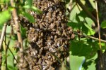 Bienen_0004.JPG