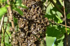 Bienen_0004.webp
