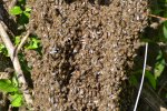 Bienen_0006.JPG