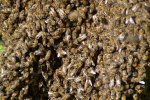 Bienen_0007.JPG